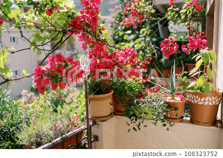 Red flowering flowerpots stand on the balcony Red flowering flowerpots stand on the balcony 108323752