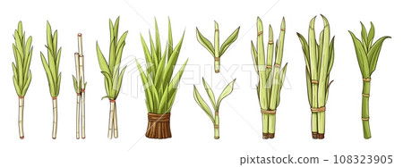 Cartoon sketch sugar canes, isolated cane with leaves. Raw sweet ingredients, nature food elements. Vector organic collection 108323905