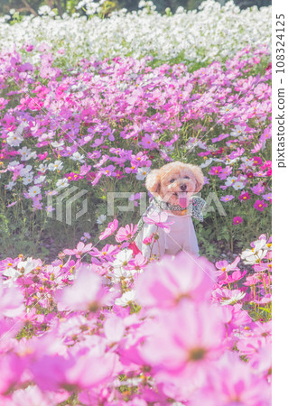 Cosmos and dogs Cosmos and dogs 108324125