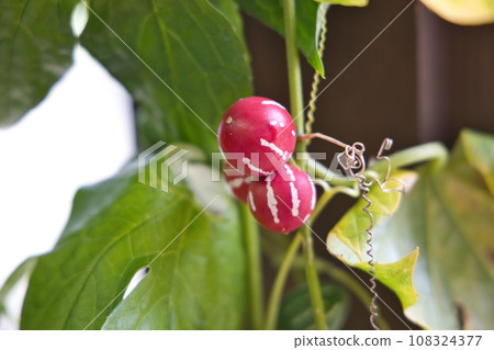 Sparrow gourd 108324377