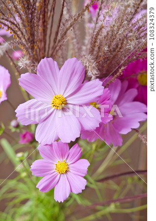 Cosmos and Susuki 108324379