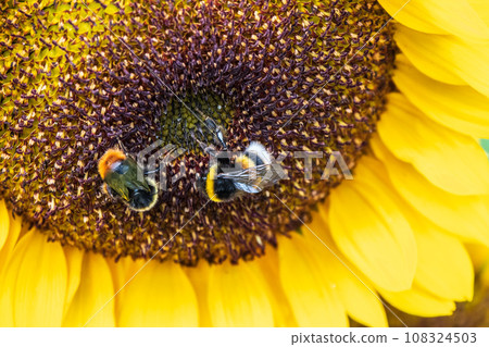 Close-up image of a bumblebee on a sunflower, flower pollen on a bee, no people, macro photography 108324503