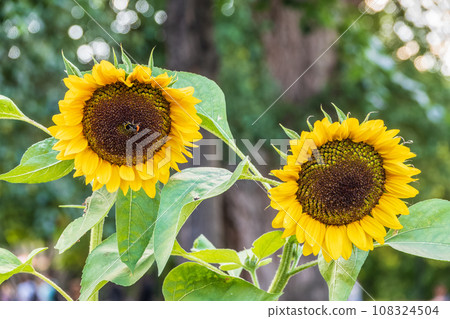 Close-up on the head of sunflower blooming, textures of stamens 108324504