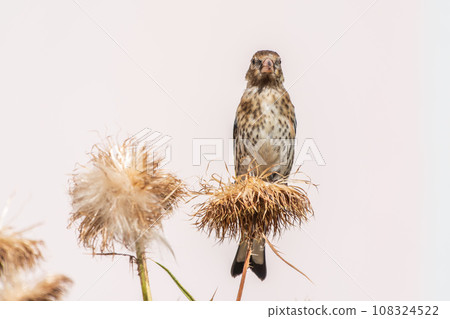 European goldfinch with juvenile plumage, feeding on the seeds of thistles. Carduelis carduelis. 108324522