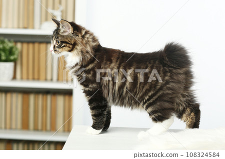 red Kuril bobtail kitten closeup photo with wool ball on white wall background red Kuril bobtail kitten closeup photo with wool ball on white wall background 108324584