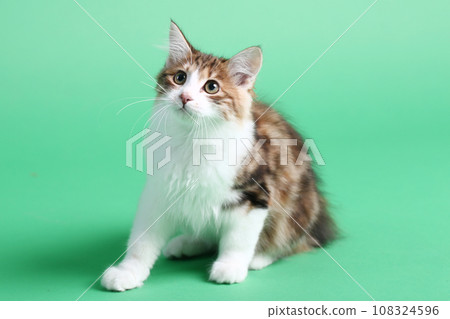 three color Kuril bobtail kitten close up photo on green background three color Kuril bobtail kitten close up photo on green background 108324596