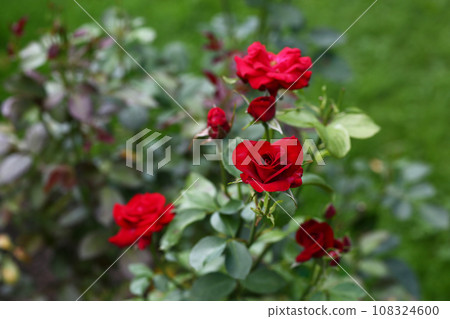 yellow roses closeup photo on beautiful summer sunny garden background 108324600