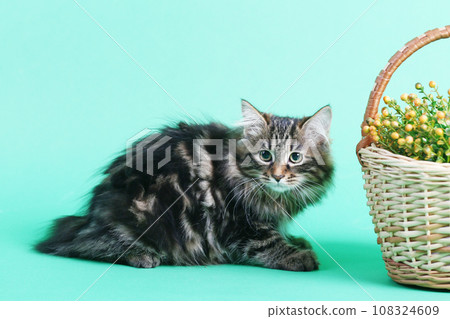 striped gray Kuril bobtail kitten close up photo on green background 108324609