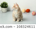 red Kuril bobtail kitten closeup photo with wool ball on white wall background 108324611