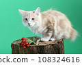 red color Kuril bobtail kitten close up photo on green background 108324616