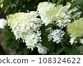white hydrangea closeup photo on beautiful summer sunny garden background 108324622