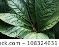 green plant big leaf close up photo 108324631