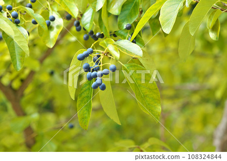 Black Hitotsubatago fruit (autumn, October) 108324844