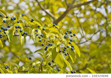 Black Hitotsubatago fruit (autumn, October) Black Hitotsubatago fruit (autumn, October) 108324846
