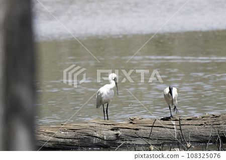 Australian Spoonbill and Australian Black Ibis 108325076