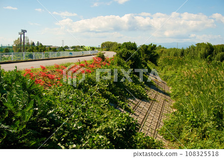 Red spider lilies blooming on the road along the embankment in autumn and the blue sky 108325518