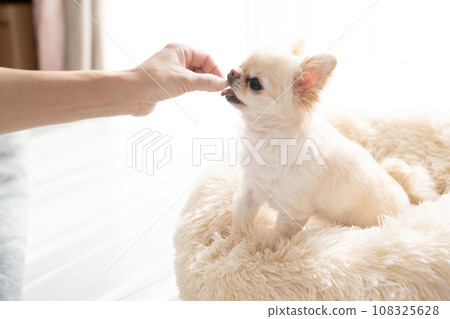 吉娃娃穆 (Chihuahua Mu) 躺在白色的床上並接受零食 108325628