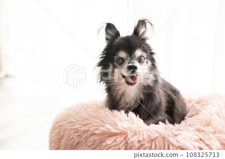 Chihuahua Moana in a pink bed 108325713