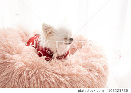 Chihuahua Pee in a pink bed Chihuahua Pee in a pink bed 108325786