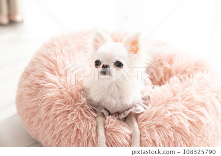 Chihuahua Mochi in a pink bed Chihuahua Mochi in a pink bed 108325790