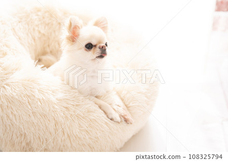 吉娃娃 Moo 在一張白色的床上 108325794