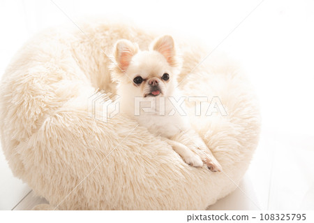 Chihuahua Moo in a white bed 108325795