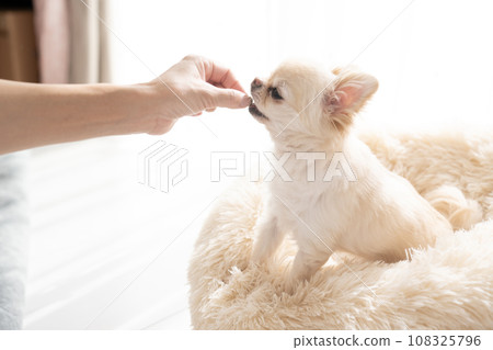 Chihuahua Mu gets into a white bed and receives treats 108325796