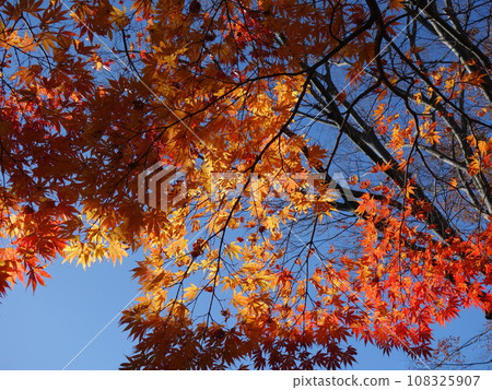 Japan autumn leaves Japan autumn leaves 108325907