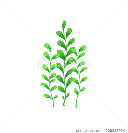 Cartoon underwater seaweed. Aquarium and sea algae plant. Coral reef aquatic flora, tropical sea undersea seaweed or aquarium underwater algae, ocean or freshwater isolated vector plant Cartoon underwater seaweed. Aquarium and sea algae plant. Coral reef aquatic flora, tropical sea undersea seaweed or aquarium underwater algae, ocean or freshwater isolated vector plant 108325934