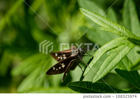 Ochabanese seri perching on a leaf Ochabanese seri perching on a leaf 108325974