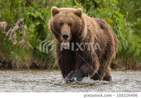 Brown Bear Fishing for Sockeye Salmon in Alaksa  108326406