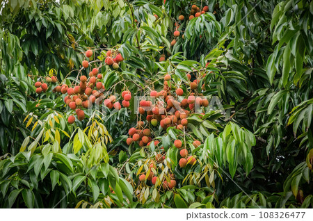 Litchi fruits in a plantation 108326477