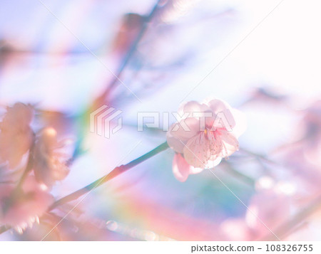 [Winter material] Plum blossoms illuminated by sunlight 108326755