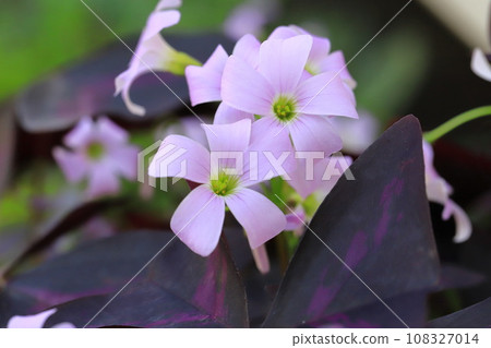 Oxalis triangularis (Purple Dance) Oxalis triangularis (Purple Dance) 108327014
