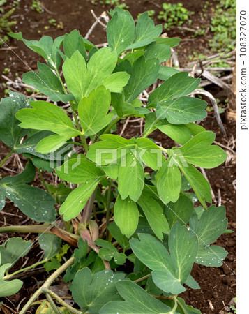 Botanbofu medicinal plant Botanbofu medicinal plant 108327070