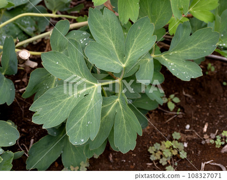 Botanbofu medicinal plant Botanbofu medicinal plant 108327071