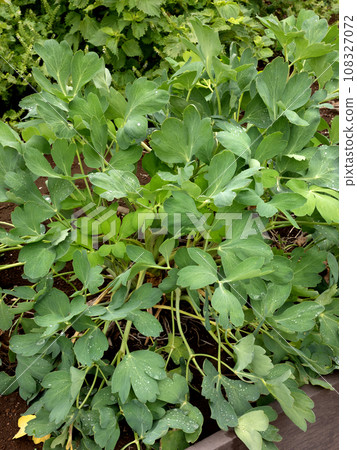 Botanbofu medicinal plant Botanbofu medicinal plant 108327072