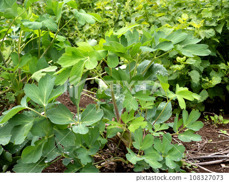 Botanbofu medicinal plant Botanbofu medicinal plant 108327073