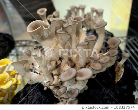 Cultivation of oyster mushrooms 108327574