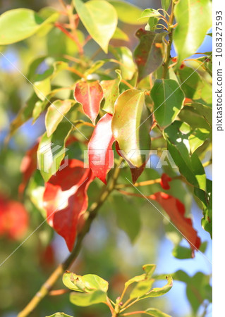 Camphor tree leaves with red autumn leaves 108327593