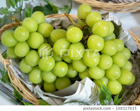 GrapeShine Muscat GrapeShine Muscat 108327635