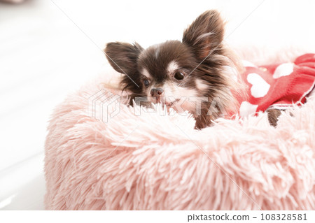 Chihuahua Chap in a pink bed 108328581
