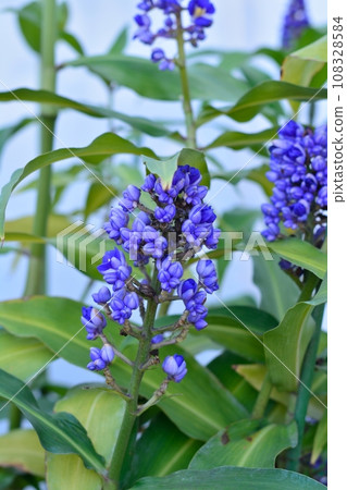 Dichorisandra tilciflora（藍薑） 108328584