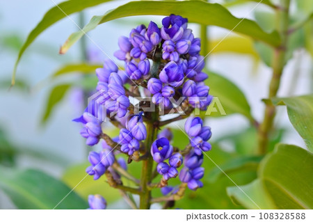 Dichorisandra tilciflora（藍薑） 108328588