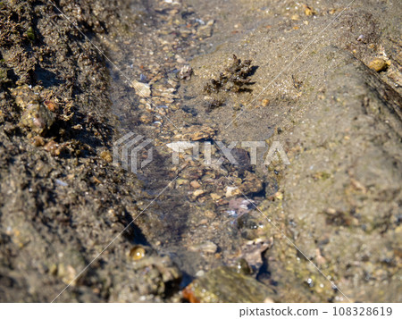 Coastal tidal pools. Coastal tidal pools. 108328619