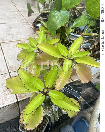 A healthy mother leaf at the front door A healthy mother leaf at the front door 108328626