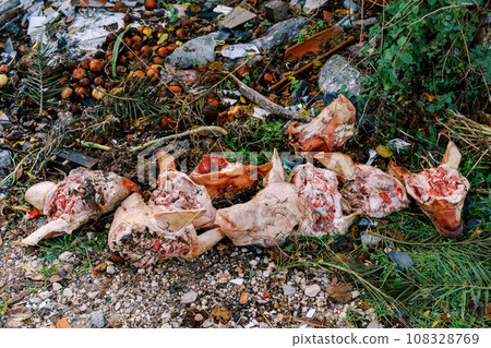 Severed pig heads are lying along with food waste in a spontaneous dump in the forest Severed pig heads are lying along with food waste in a spontaneous dump in the forest 108328769