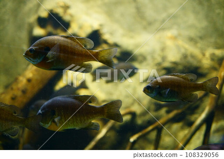 5257 Bluegill 108329056