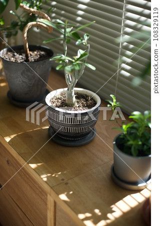 Ornamental plants in African-style pots Ornamental plants in African-style pots 108329119