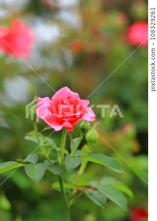 A beautiful rose 108329261